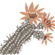 Chisos Mountain hedgehog cactus
